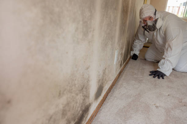 Best Water Damage & Mold Remediation  in Robstown, TX